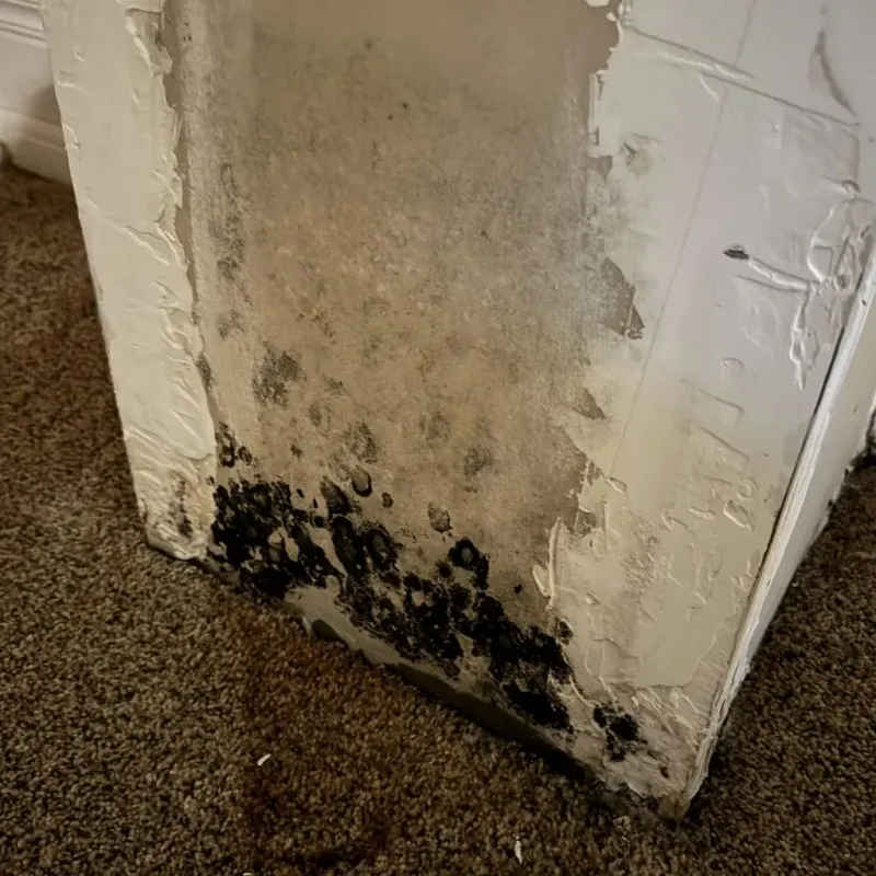 Professional Mold Removal in Middletown, CA